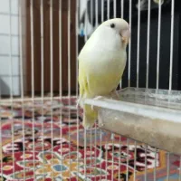 طوطی کوتوله برزیلی دستی