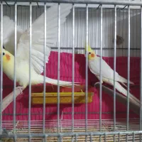 یک جفت عروس لوتینو همراه ۴جوجه|پرنده|مشهد, شهید آوینی|دیوار