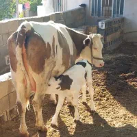 گاو سیمنتال|حیوانات مزرعه|بجنورد, |دیوار