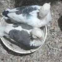 کفتر جوجه کبوتر