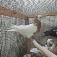 کفتر