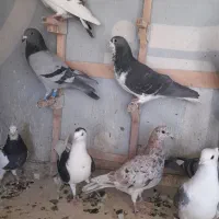 تعدادی پلاکی شهری بهبونی|پرنده|شیراز, تندگویان|دیوار