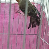 جوجه سهره قناری به شرط خوش رنگ