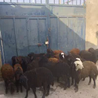 بره ماده قزل افشار و قره قزل