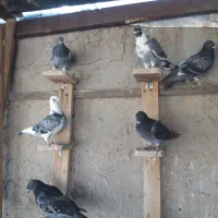 کبوتر مسافتی|پرنده|شیراز, شاهچراغ|دیوار