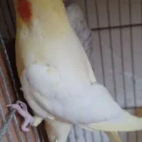 جفت عروس هلندی مولد با کیفیت