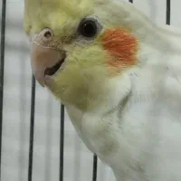 عروس هلندی نر