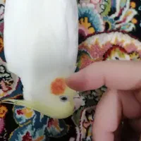 2تا عروس هلندی|پرنده|اسلام‌شهر, شهرک مهدیه|دیوار