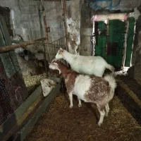 بز.گوسفند.بره.|حیوانات مزرعه|روانسر, |دیوار