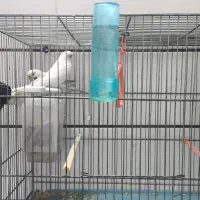 فروش دو جفت مرغ عشق انگلیسی|پرنده|داراب, |دیوار