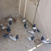 کفتر کله وسینه|پرنده|شیراز, پانصد دستگاه ارتش|دیوار
