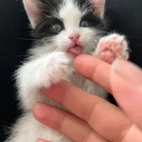 بچه گربه خوشگل دختر