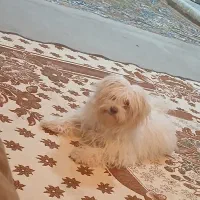 باسلام سگ خونگی شیتزو ماده ۴ماه|سگ|اندیمشک, |دیوار