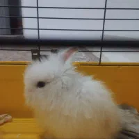 خرگوش لوپ اوکراینی