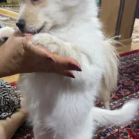 واگذاری سگ|سگ|آبیک, |دیوار