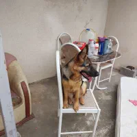 سگ ژرمن کاری|سگ|بندر انزلی, معلم|دیوار