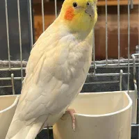 عروس هلندی مولد|پرنده|کرمان, |دیوار