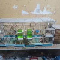 عروس هلندی به شرط تخم و جوجه|پرنده|خور (فارس), |دیوار