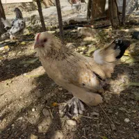 ۱۰عدد مرغ خروس یوسل بلژیکی ۲عدد گلین|پرنده|درگزین, |دیوار