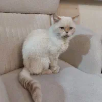 گربه پرشین هیمالین ردپوینت