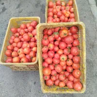 گوجه ربلوخ