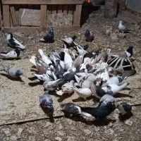 600|پرنده|مشهد, تبادکان|دیوار