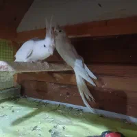 عروس هلندی فروشی|پرنده|زاهدان, |دیوار