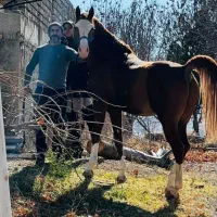 اسب مادیان نریان و کره|اسب و تجهیزات اسبسواری|شیراز, شهرک فرزانگان|دیوار