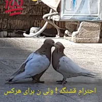 ۱۹۰۰۰۰۰|پرنده|دهدشت, |دیوار