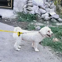 توافقی سالم