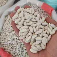 انواع لوبیا * چیتی سفید و رشتی و قرمز black Friday|خوردنی و آشامیدنی|بیرجند, |دیوار