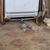 کلاغدم سبز کله بسته