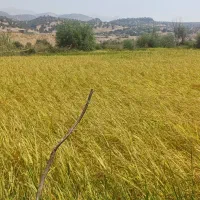 فروش برنج چمپا|خوردنی و آشامیدنی|لوداب, |دیوار