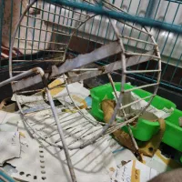 همستر|موش و خرگوش|کرمان, |دیوار