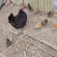 جوجه محلی با مادر