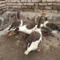 غاز تخم گذار