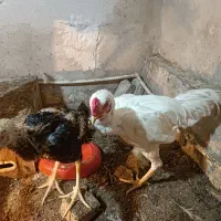 خروس لاری اصیل|حیوانات مزرعه|دلند, |دیوار