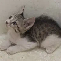 حیوانات خانگی زیبا(مراقبت نگهداری)|سگ|سبزوار, سیادتی|دیوار