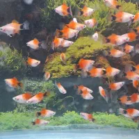 ماهی پلاتی میکی موس اکواریوم