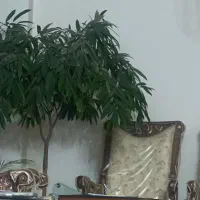 نیروی خدماتی|استخدام سرایداری و نظافت|مشهد, کوثر|دیوار