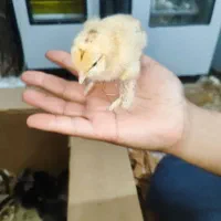 جوجه برهما دیلگونی|حیوانات مزرعه|دهدشت, |دیوار