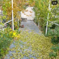 اجاره ویلا/سالیانه/مبله/دوبلکس/گلخندان|اجارهٔ خانه و ویلا|بومهن, |دیوار