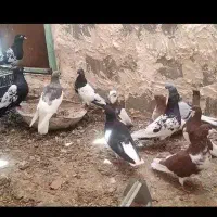کبوتر بهبهونی