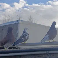 کفتر قرمز بز قویروخ و سوسکی|پرنده|سلطانیه, |دیوار