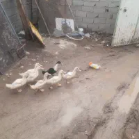 جوجه اردک پنجاه روزه درجه یک