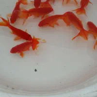 ماهی قرمز خالص گلدفیش