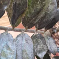 زاموفیلیا بلک ابلق خوشرنگ