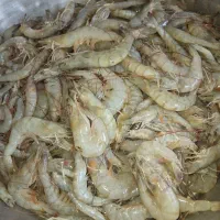میگو بزرگ