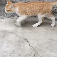 گربه|گربه|مراغه, |دیوار