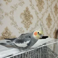 عروس هلندی آهویی نر یکساله